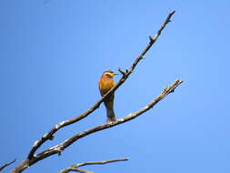 Image of Cinnamon-breasted Bee-eater