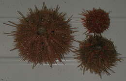 Image of elegant sea urchin