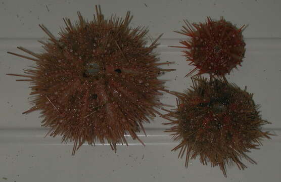 Image of elegant sea urchin