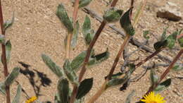 Plancia ëd Hulsea californica A. Gray