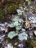 Imagem de Cardamine glacialis (G. Forst.) DC.