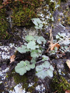 Imagem de Cardamine glacialis (G. Forst.) DC.