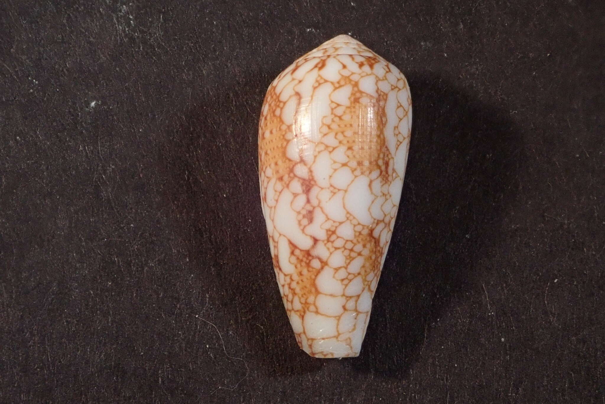 صورة Conus omaria Hwass ex Bruguière 1792