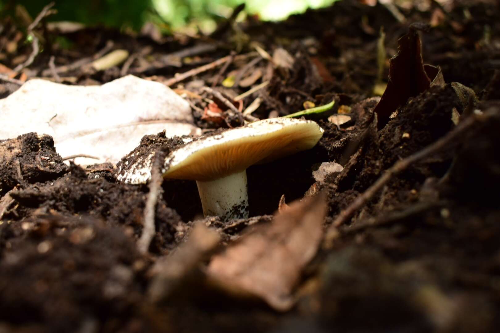 Image of Russula fuegiana Singer 1950