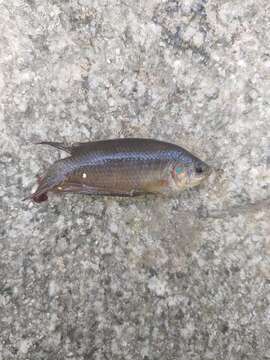 Image of Chinese fighting fish