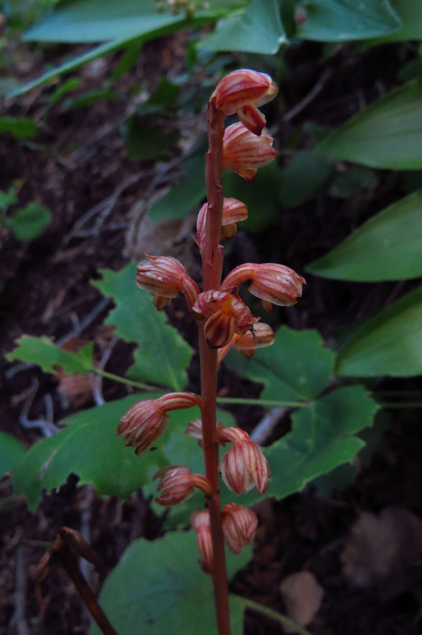 Image of Striped coralroot