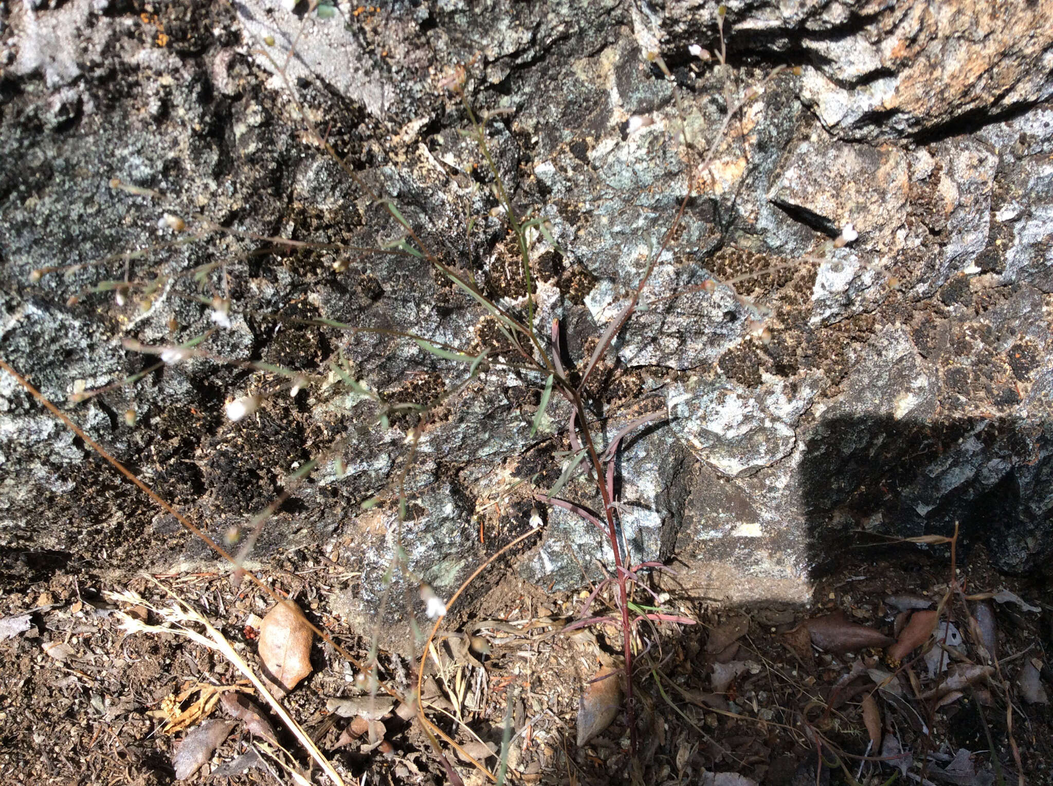 Image of smallflower dwarf-flax