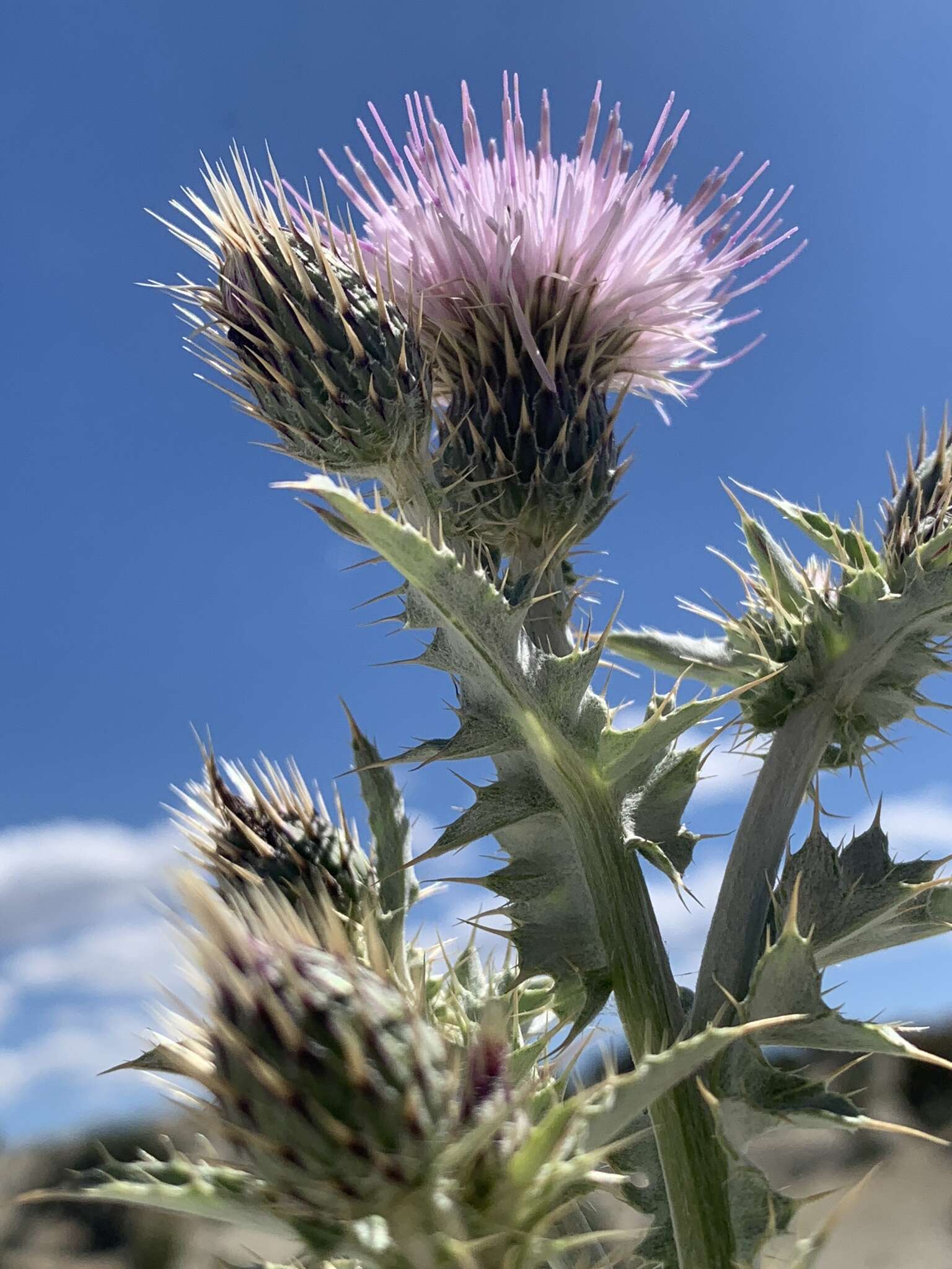 Image of Barneby's thistle