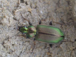 Image of Agonum (Agonum) marginatum (Linnaeus 1758)