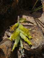 Image of Lachenalia orchioides (L.) Aiton