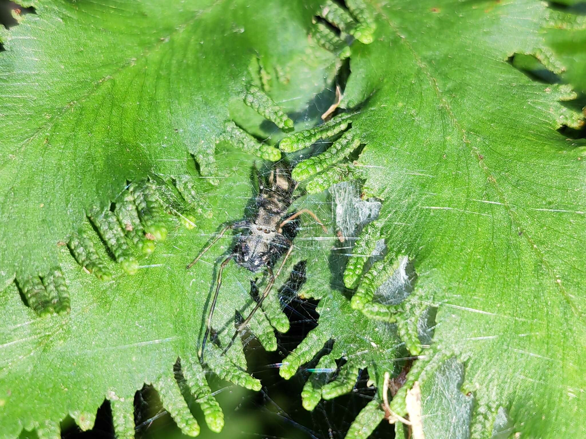 Image of Toxeus magnus (Saito 1933)