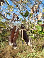 Image of <i>Coulteria platyloba</i>