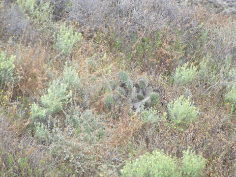 Image of San Clemente Island Indian paintbrush