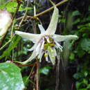 Imagem de Passiflora trichopoda J. M. Mac Dougal