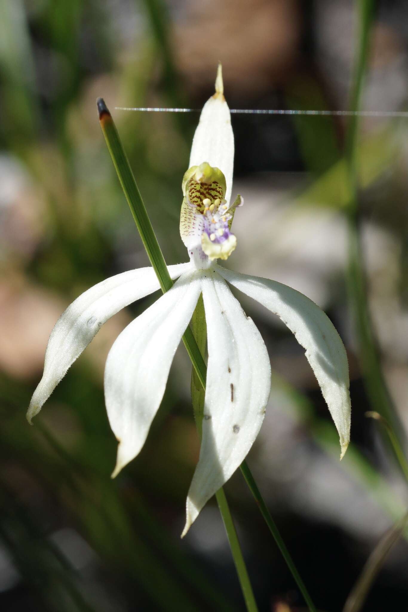 Image of Praecoxanthus aphyllus (Benth.) Hopper & A. P. Br.