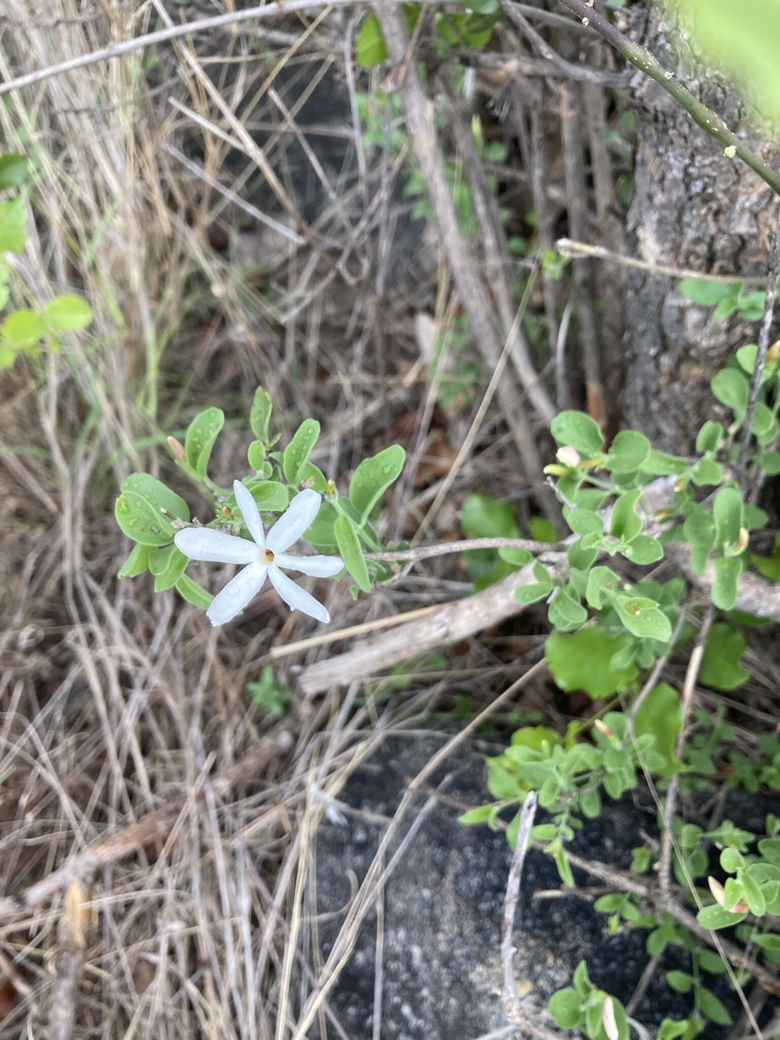 Image of Jasminum stenolobum Rolfe