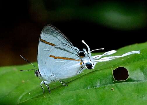 Image of Hypolycaena hatita Hewitson 1865