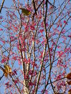 Prunus campanulata Maxim. resmi