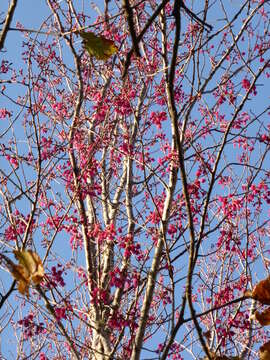 Imagem de Prunus campanulata Maxim.