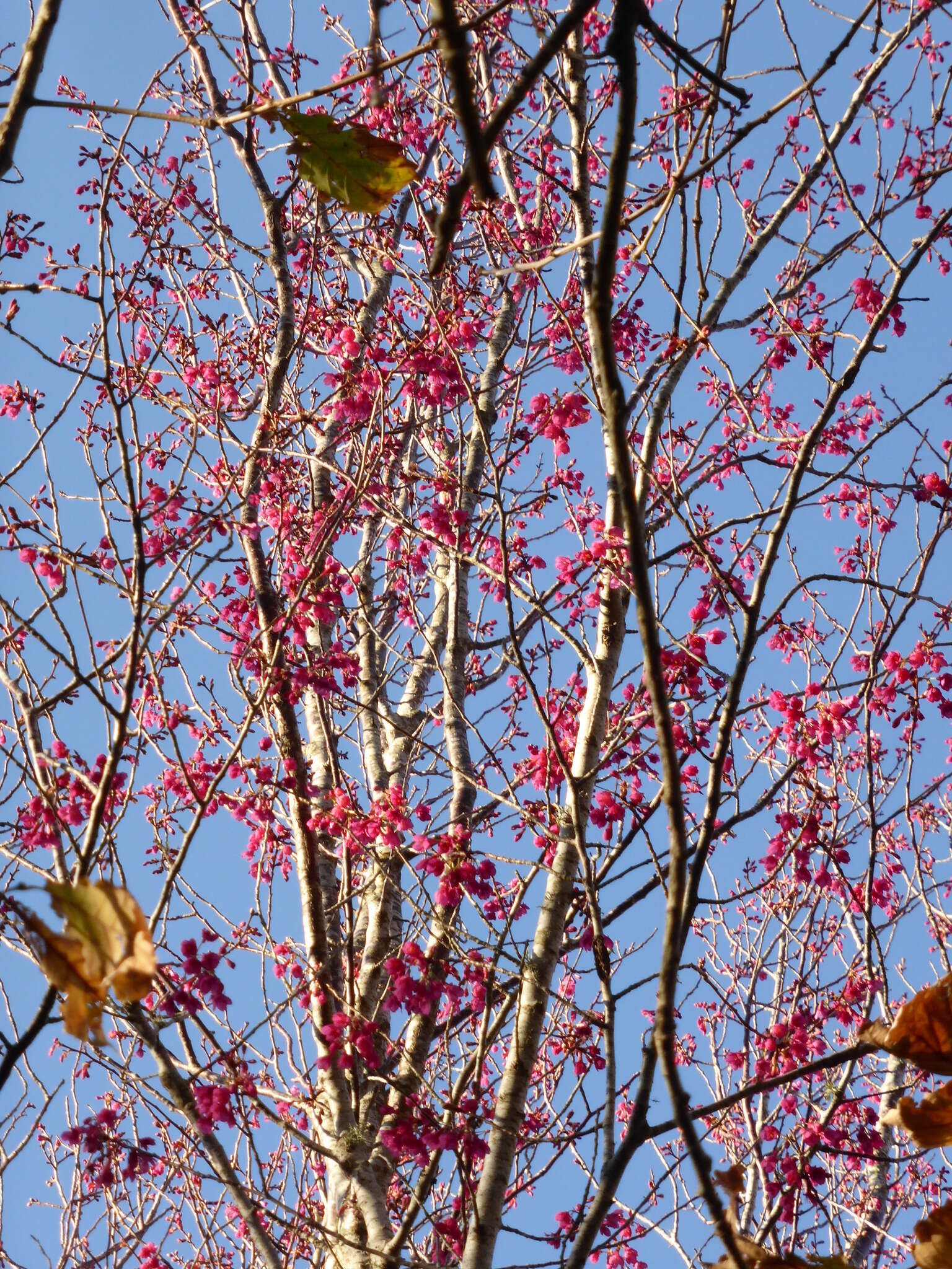 Prunus campanulata Maxim. resmi