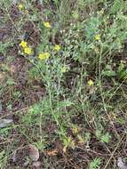 Image of Potentilla virgata Lehm.