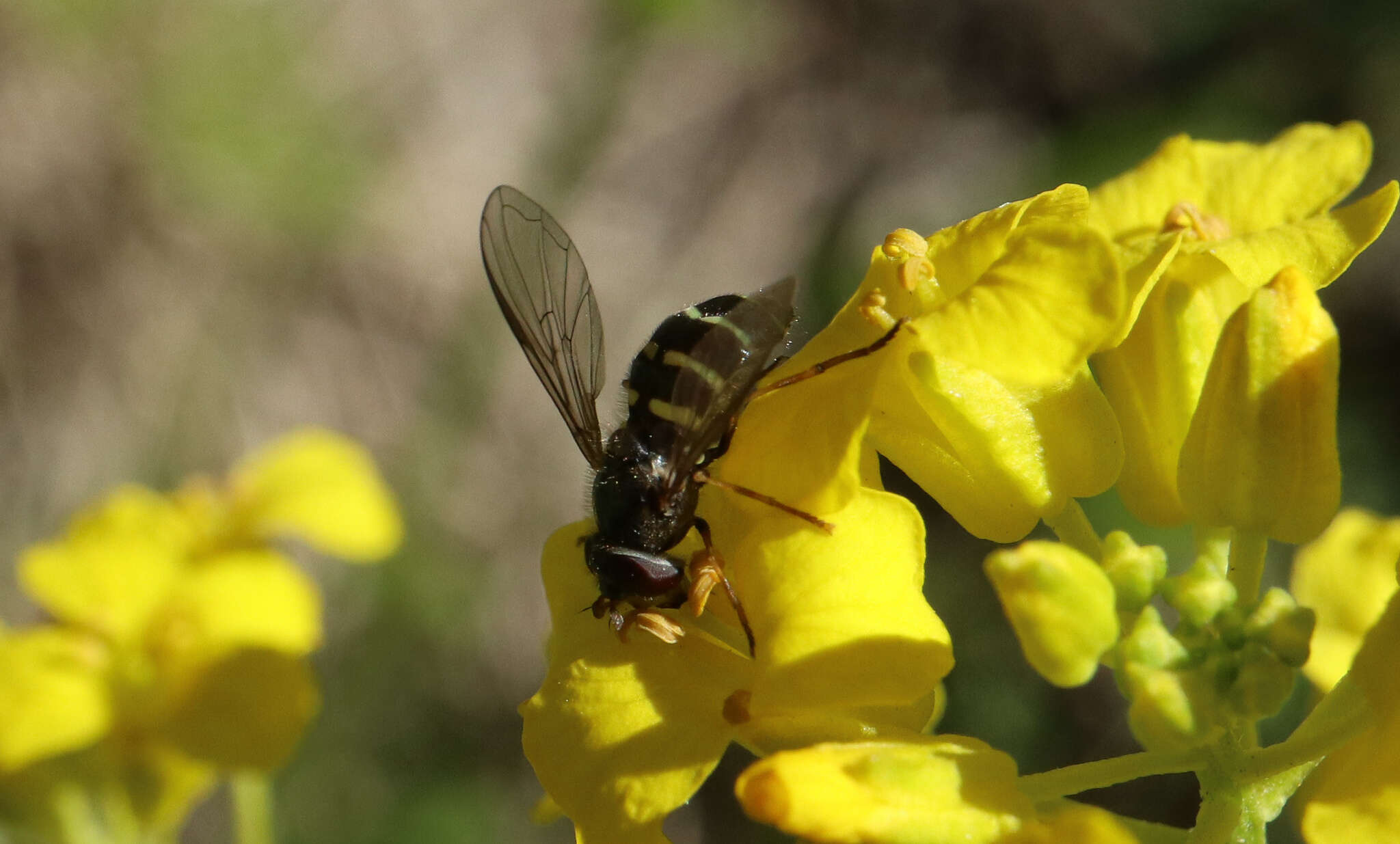 Image of Dasysyrphus venustus (Meigen 1822)