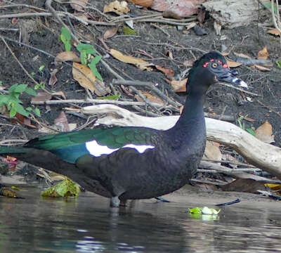 Image de <i>Cairina <i>moschata</i></i> moschata