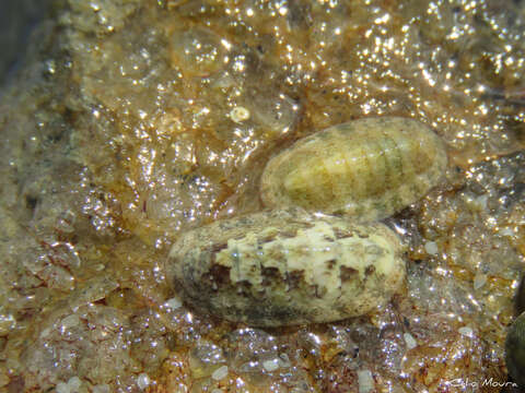 Imagem de Ischnochiton striolatus (Gray 1828)