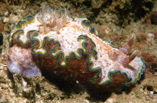 Image of Mauve green edged stocky slug