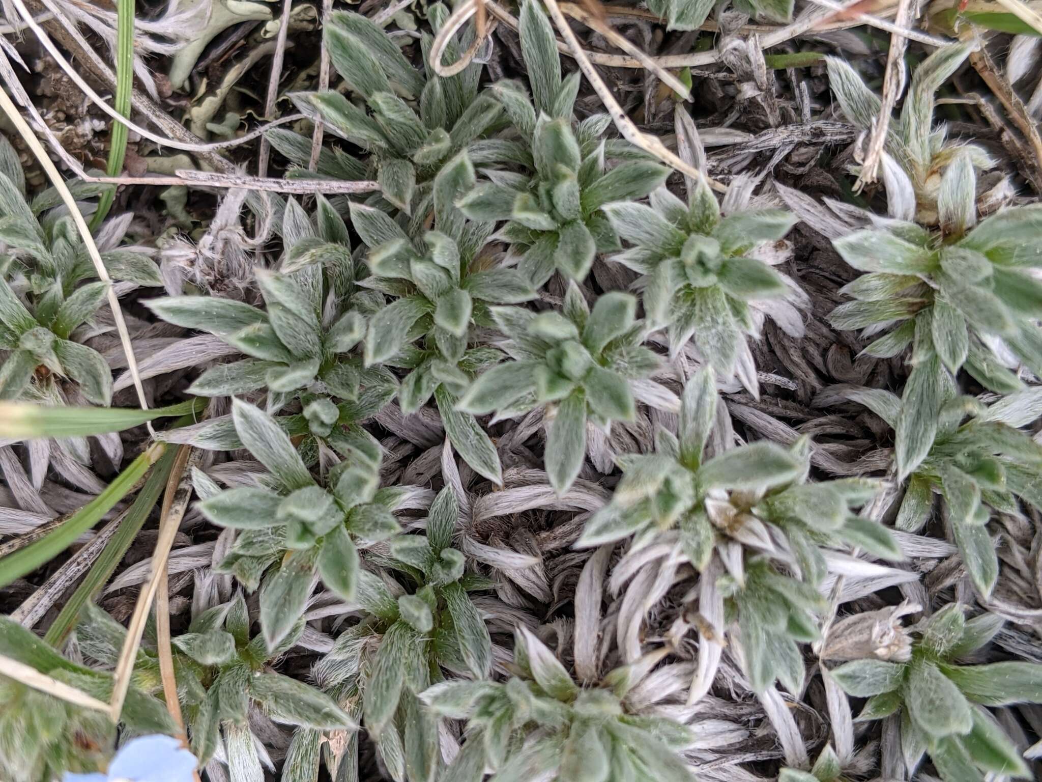 Image of Howard's alpine forget-me-not