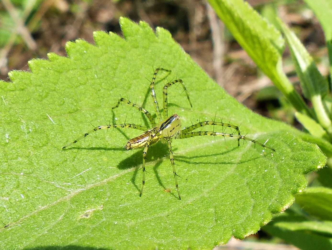 Image of Peucetia rubrolineata Keyserling 1877