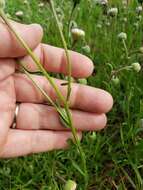 Image of streamside fleabane