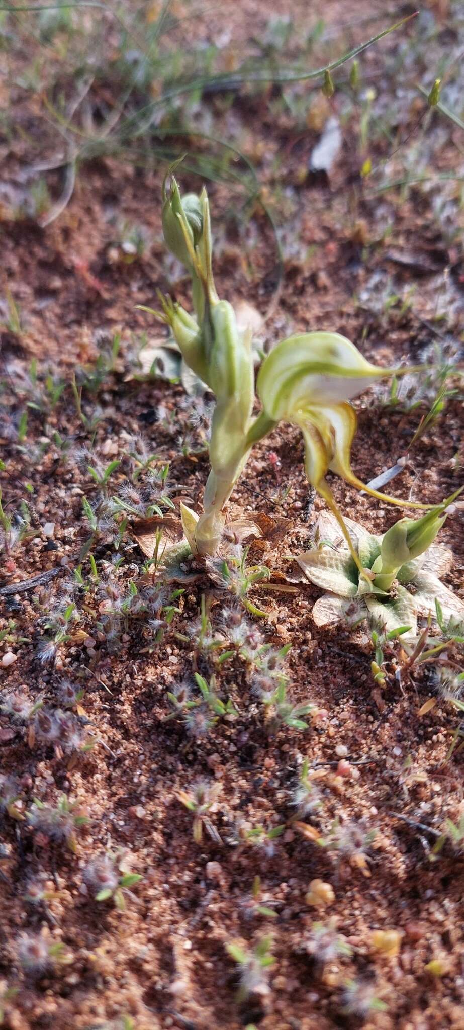 Image of Pterostylis arenicola M. A. Clem. & J. Stewart