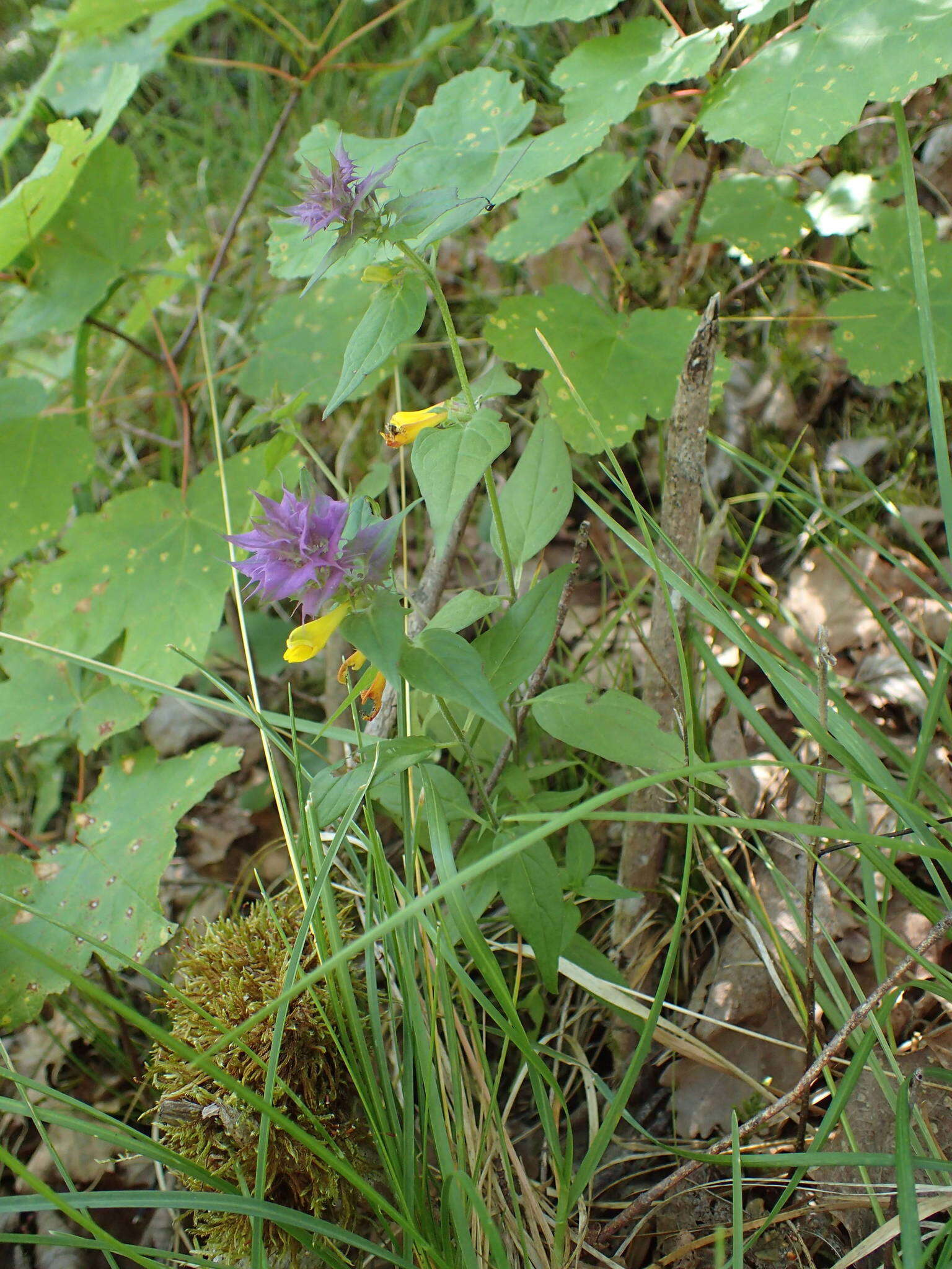 Слика од Melampyrum nemorosum subsp. catalaunicum (Freyn) Beauv.