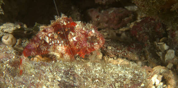 Image of Coral Scorpionfish