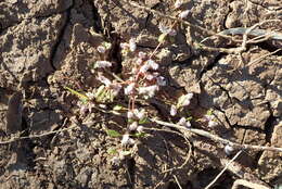 <i>Ptilotus murrayi</i>的圖片