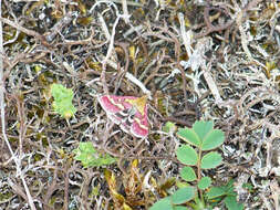 Image de Pyrausta ostrinalis Hübner 1796