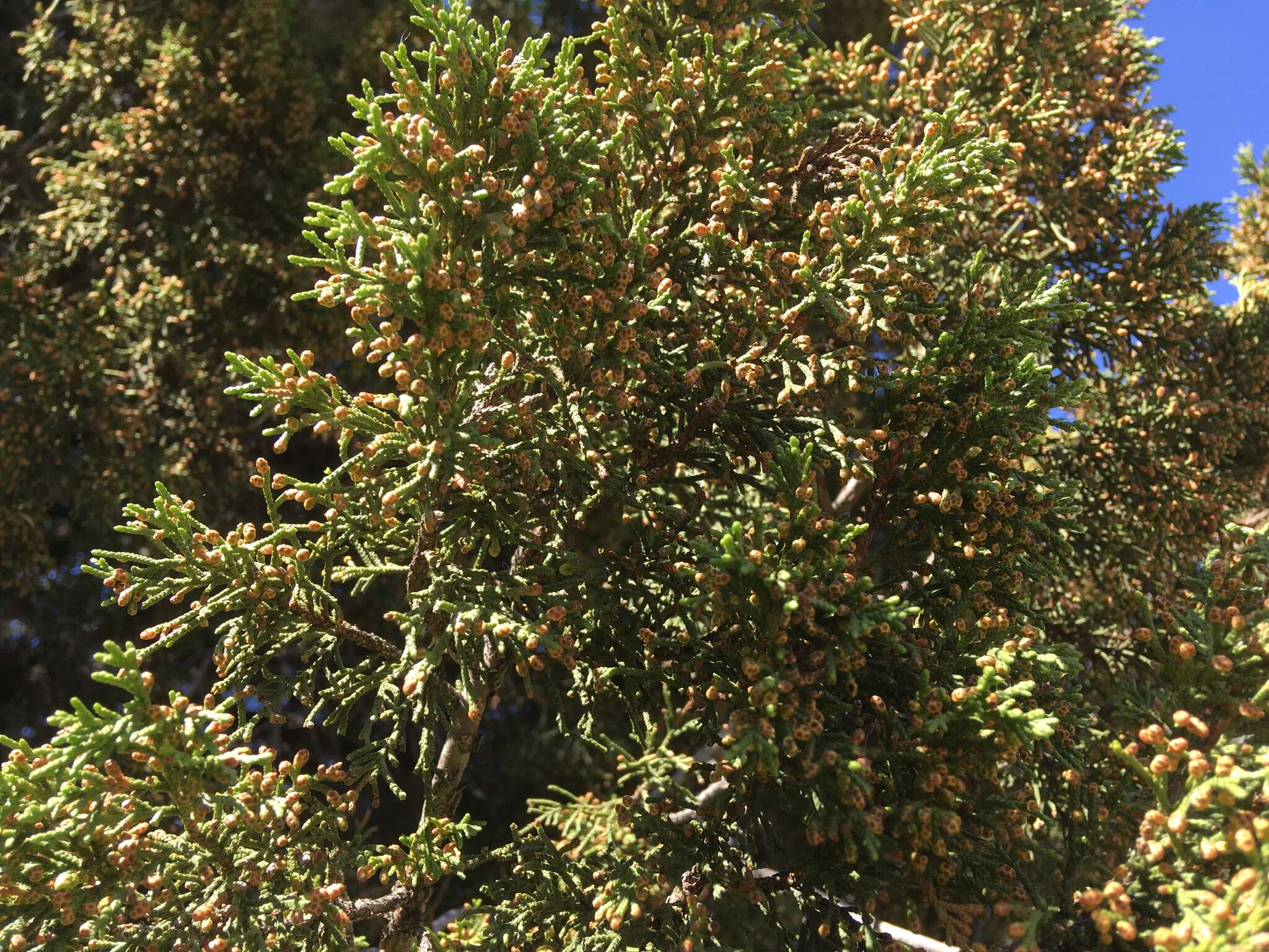 Juniperus coahuilensis (Martínez) Gaussen ex R. P. Adams resmi