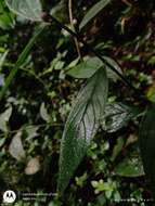 Image of Lepidaploa argyropappa (H. Buek) Pruski