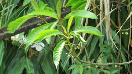 Image of Saurauia tristyla DC.