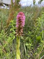 Image of Satyrium hallackii subsp. hallackii