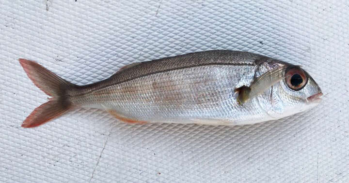 Image of Auxillary seabream