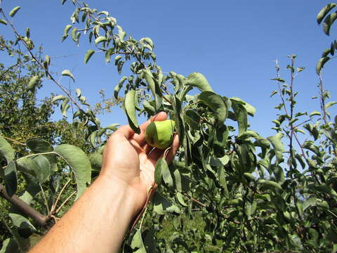 Слика од Pyrus communis subsp. communis