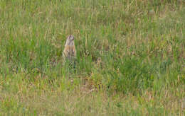 Image of Red-cheeked Ground Squirrel