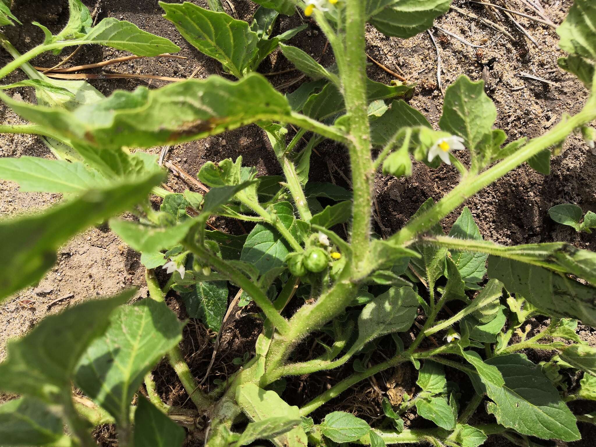 Image of hoe nightshade