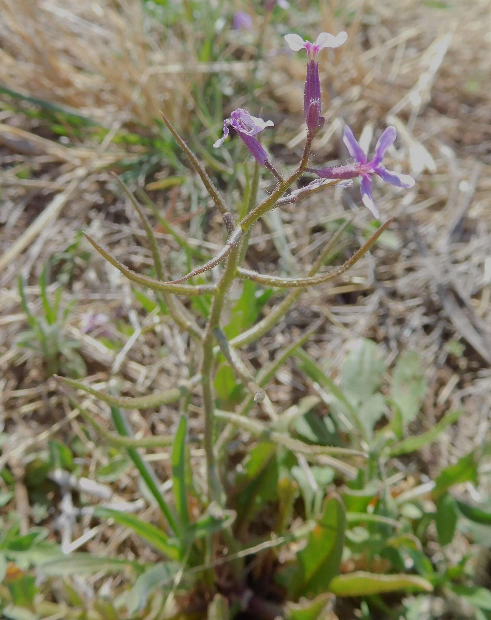 Image of chorispora