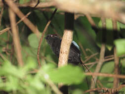 Chiroxiphia linearis (Bonaparte 1838) resmi