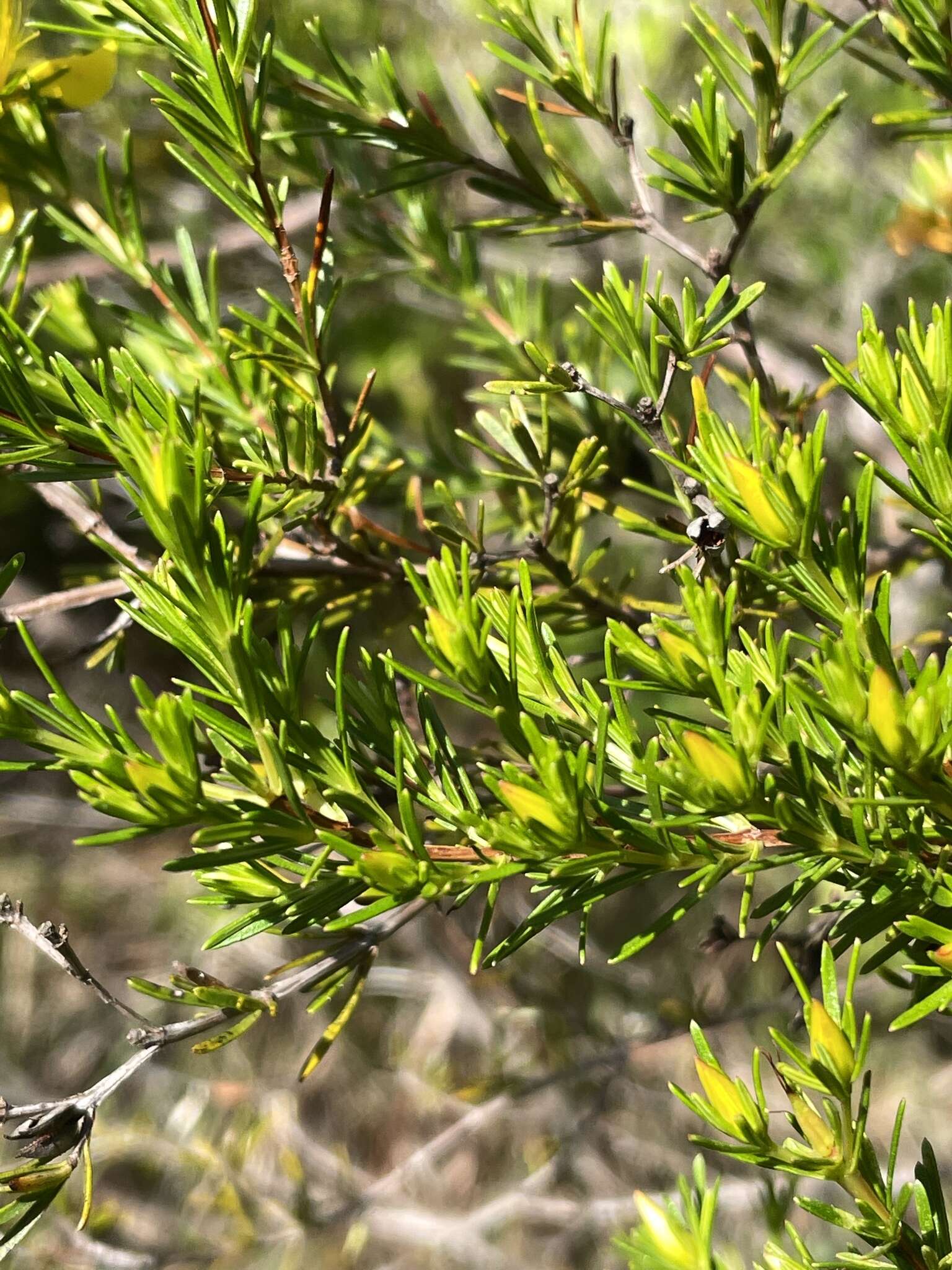 Image of Apalachicola St. John's-Wort