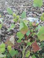 Image of Xanthium orientale subsp. italicum (Moretti) Greuter