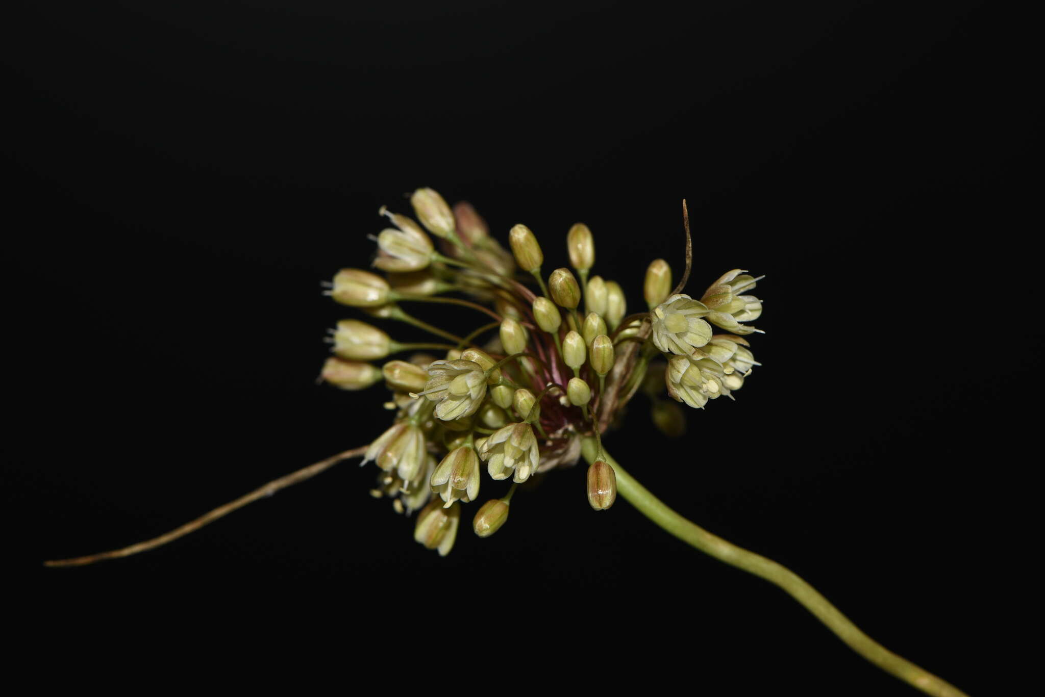 Image of Allium paniculatum subsp. longispathum (Redouté) K. Richt.